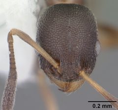 Cardiocondyla venustula casent0103747 head 1 by April Nobile. Used under a CC BY 4.0 license.