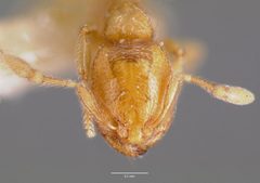 Carebara longii casent0003192 head 1 by wikipedia. Used under a CC BY 4.0 license.