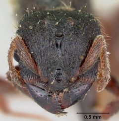 Carebara longii casent0103521 head 1 by April Nobile. Used under a CC BY 4.0 license.