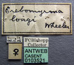 Carebara longii casent0103521 label 1 by April Nobile. Used under a CC BY 4.0 license.