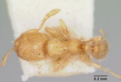 Carebara longii casent0103523 dorsal 1 by April Nobile. Used under a CC BY 4.0 license.