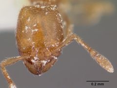 Carebara longii casent0104651 head 1 by April Nobile. Used under a CC BY 4.0 license.