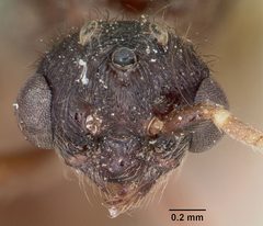 Carebara longii casent0104660 head 1 by April Nobile. Used under a CC BY 4.0 license.