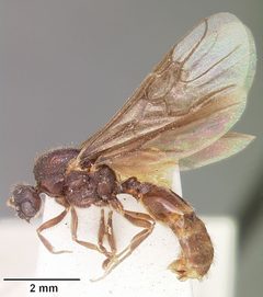 Carebara longii casent0104660 profile 2 by April Nobile. Used under a CC BY 4.0 license.