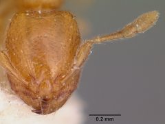 Carebara longii casent0104661 head 1 by April Nobile. Used under a CC BY 4.0 license.