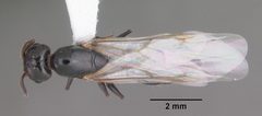 Crematogaster ashmeadi casent0103761 dorsal 1 by April Nobile. Used under a CC BY 4.0 license.