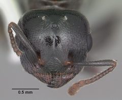 Crematogaster ashmeadi casent0103761 head 1 by April Nobile. Used under a CC BY 4.0 license.