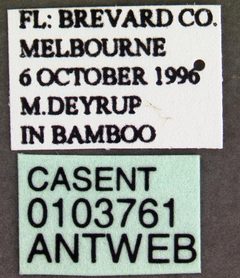 Crematogaster ashmeadi casent0103761 label 1 by April Nobile. Used under a CC BY 4.0 license.