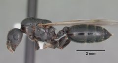 Crematogaster ashmeadi casent0103761 profile 1 by April Nobile. Used under a CC BY 4.0 license.