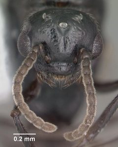 Crematogaster ashmeadi casent0103762 head 1 by April Nobile. Used under a CC BY 4.0 license.