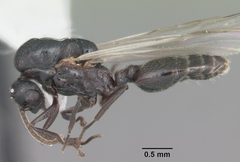 Crematogaster ashmeadi casent0103762 profile 1 by April Nobile. Used under a CC BY 4.0 license.
