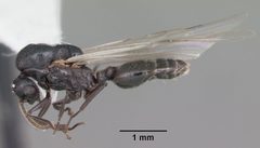 Crematogaster ashmeadi casent0103762 profile 2 by April Nobile. Used under a CC BY 4.0 license.