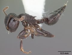 Crematogaster ashmeadi casent0103765 profile 1 by April Nobile. Used under a CC BY 4.0 license.