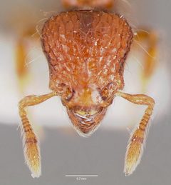 Crematogaster atkinsoni casent0003244 head 1 by wikipedia. Used under a CC BY 4.0 license.