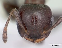 Crematogaster crinosa casent0173935 head 1 by April Nobile. Used under a CC BY 4.0 license.