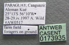 Crematogaster crinosa casent0173935 label 1 by Michele Esposito. Used under a CC BY 4.0 license.