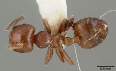 Crematogaster crinosa castype03689 dorsal 1 by April Nobile. Used under a CC BY 4.0 license.