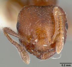 Crematogaster crinosa castype03689 head 1 by April Nobile. Used under a CC BY 4.0 license.