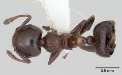 Crematogaster crinosa jtlc000001769 dorsal 1 by April Nobile. Used under a CC BY 4.0 license.
