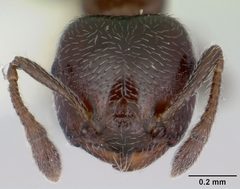 Crematogaster crinosa jtlc000001769 head 1 by April Nobile. Used under a CC BY 4.0 license.