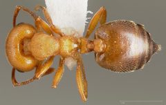 Crematogaster depilis casent0005668 dorsal 1 by wikipedia. Used under a CC BY 4.0 license.