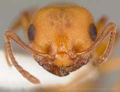 Crematogaster depilis casent0005668 head 1 by wikipedia. Used under a CC BY 4.0 license.