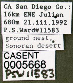 Crematogaster depilis casent0005668 label 1 by wikipedia. Used under a CC BY 4.0 license.