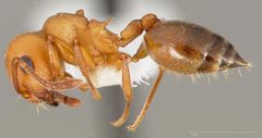 Crematogaster depilis casent0005668 profile 1 by wikipedia. Used under a CC BY 4.0 license.
