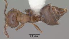 Crematogaster emeryana casent0102831 dorsal 1 by Jen Fogarty. Used under a CC BY 4.0 license.