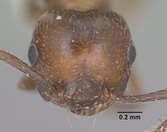 Crematogaster emeryana casent0102831 head 1 by Jen Fogarty. Used under a CC BY 4.0 license.