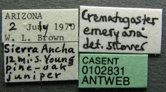 Crematogaster emeryana casent0102831 label 1 by Jen Fogarty. Used under a CC BY 4.0 license.