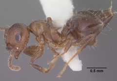 Crematogaster emeryana casent0102831 profile 1 by Jen Fogarty. Used under a CC BY 4.0 license.