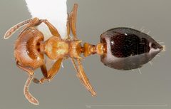 Crematogaster hespera casent0005669 dorsal 1 by wikipedia. Used under a CC BY 4.0 license.