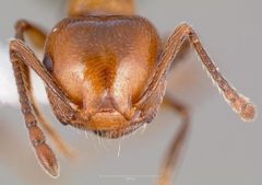 Crematogaster hespera casent0005669 head 1 by wikipedia. Used under a CC BY 4.0 license.