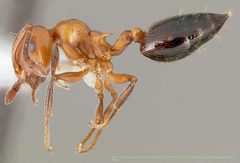 Crematogaster hespera casent0005669 profile 1 by wikipedia. Used under a CC BY 4.0 license.