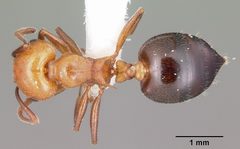 Crematogaster laeviuscula casent0104828 dorsal 1 by April Nobile. Used under a CC BY 4.0 license.