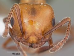 Crematogaster laeviuscula casent0104828 head 1 by April Nobile. Used under a CC BY 4.0 license.