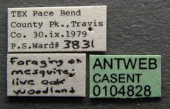 Crematogaster laeviuscula casent0104828 label 1 by April Nobile. Used under a CC BY 4.0 license.