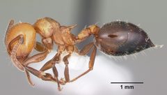 Crematogaster laeviuscula casent0104828 profile 1 by April Nobile. Used under a CC BY 4.0 license.