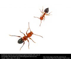 Euderces reichei by Insects Unlocked. Used under a CC0 license.