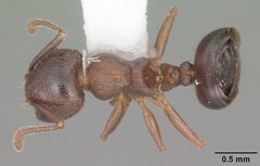 Crematogaster lineolata casent0103781 dorsal 1 by April Nobile. Used under a CC BY 4.0 license.
