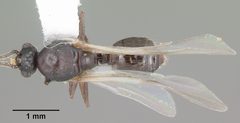 Crematogaster lineolata casent0103782 dorsal 1 by April Nobile. Used under a CC BY 4.0 license.