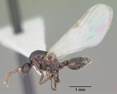 Crematogaster lineolata casent0103782 profile 2 by April Nobile. Used under a CC BY 4.0 license.