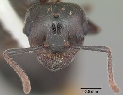 Crematogaster lineolata casent0103785 head 1 by April Nobile. Used under a CC BY 4.0 license.
