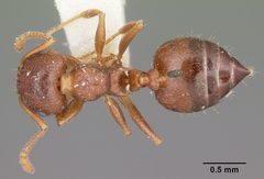 Crematogaster lineolata casent0104694 dorsal 1 by April Nobile. Used under a CC BY 4.0 license.