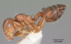 Crematogaster lineolata casent0104694 profile 1 by April Nobile. Used under a CC BY 4.0 license.