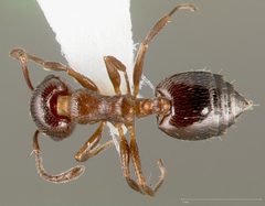 Crematogaster marioni casent0005670 dorsal 1 by wikipedia. Used under a CC BY 4.0 license.
