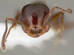 Crematogaster marioni casent0005670 head 1 by wikipedia. Used under a CC BY 4.0 license.