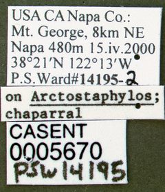 Crematogaster marioni casent0005670 label 1 by wikipedia. Used under a CC BY 4.0 license.