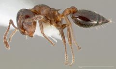 Crematogaster marioni casent0005670 profile 1 by wikipedia. Used under a CC BY 4.0 license.